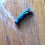 Adult Emerald Ash Borer Beetle