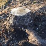 Unsightly Stump is a strong candidate for stump grinding.